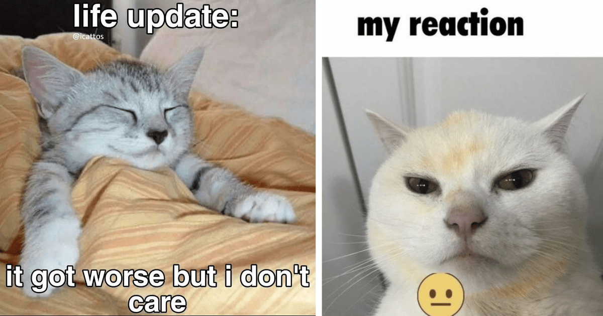Funny Spicy Memes Of Cats That Have Had Enough And Called It A Week - I ...