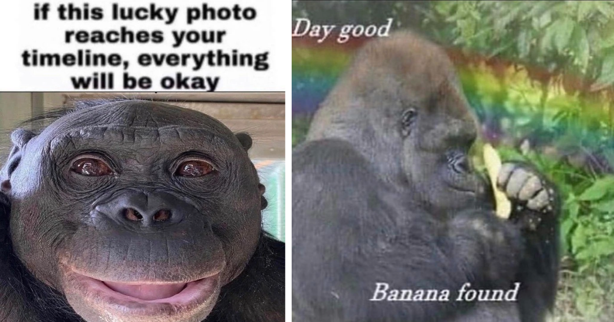 Motivational Mischievous Monkey Memes To Get You Fired Up For The