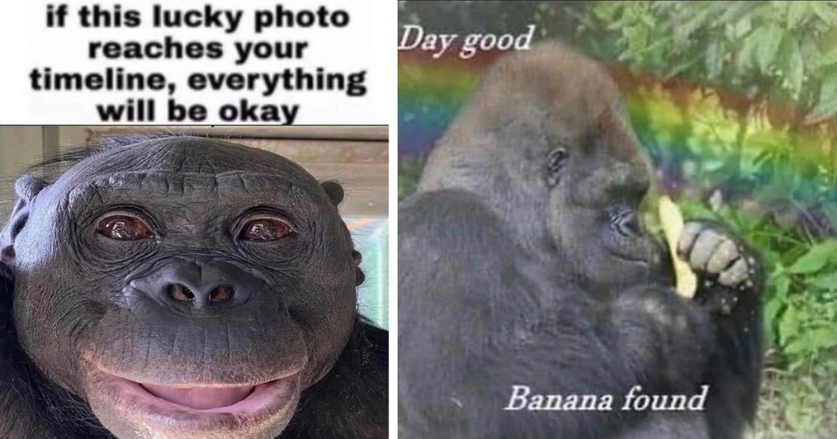 funny gorilla meme