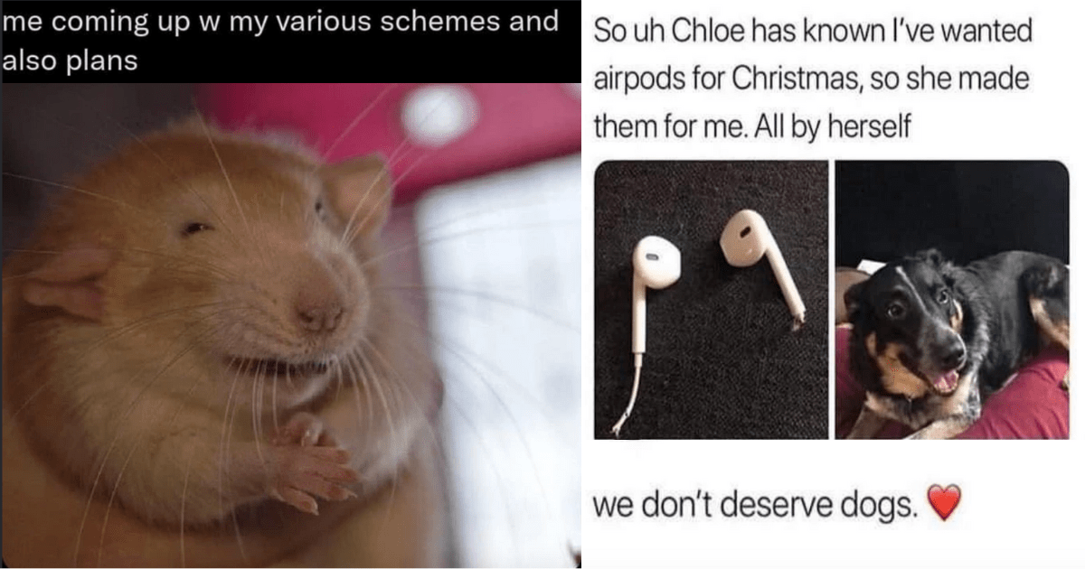 33 Funniest Animal Memes To Help You Giggle Your Way Out Of The Office ...