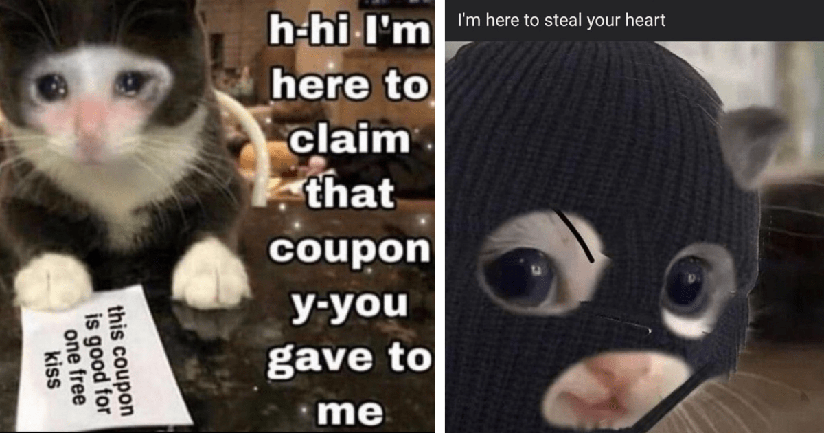 27 Wholesome Relationship Cat Memes To Remind You That You Are