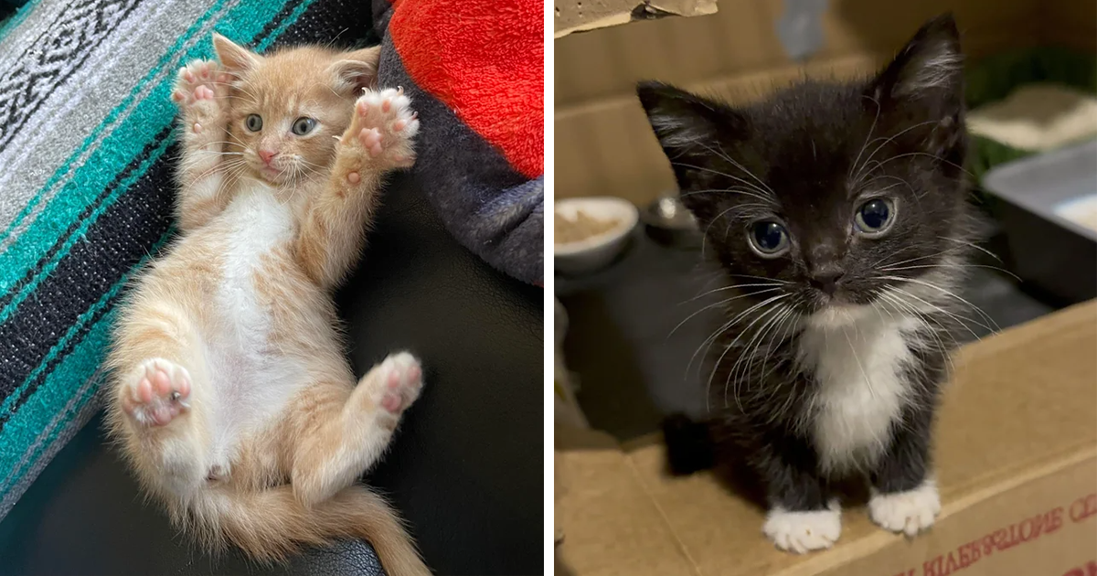 20 Cutest Kittens Of The Week: The Biggest Criminal Masterminds In The ...