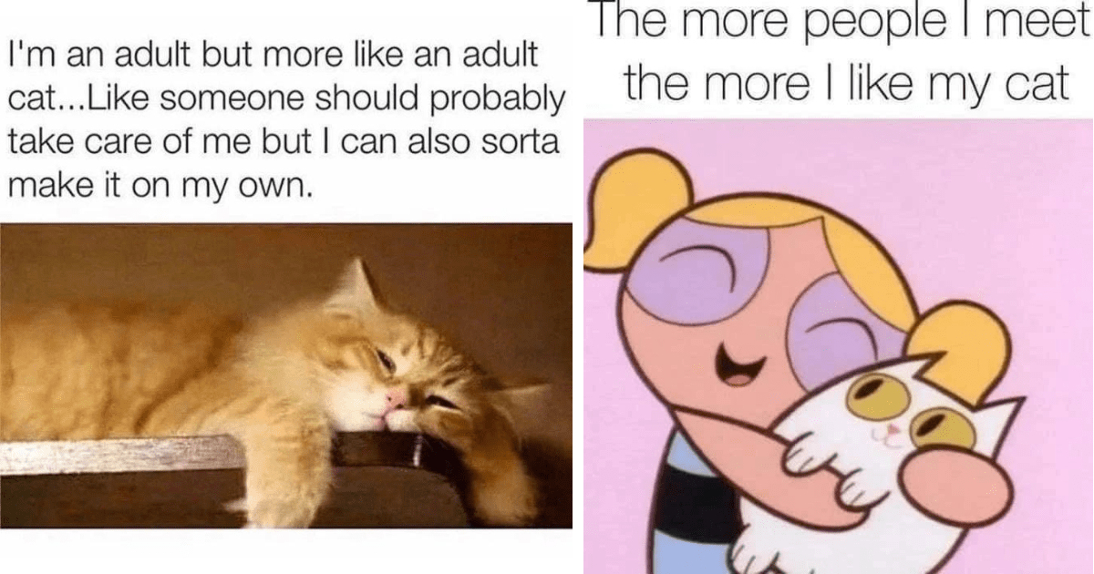 40 Cute And Sassy Cat Memes To Cuddle With At Home (October 28, 2023 ...