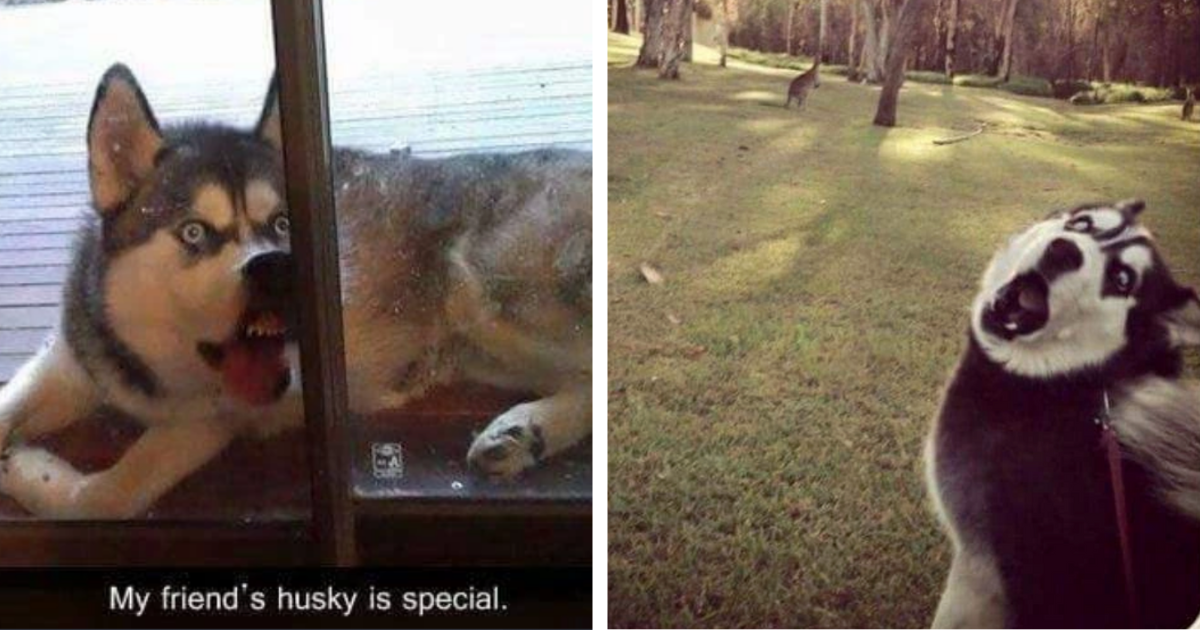 7 Super Funny Gifs Of Just Hilarious Huskies Being Silly - I Can