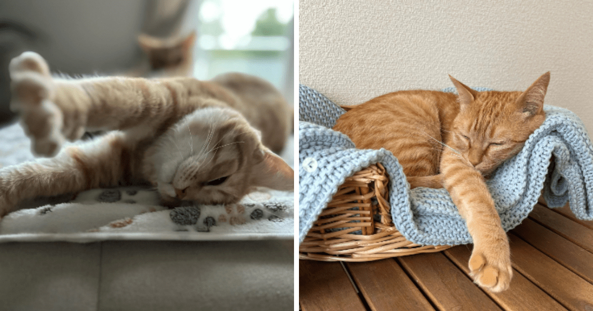 Cat Nap Tights - Lazy Caturday - Fun and Unique