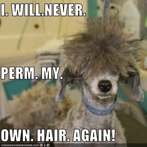 I Will Never Perm My Own Hair Again Cheezburger Funny
