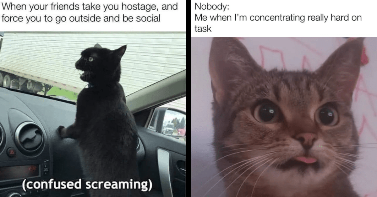 A Meowmix of Relatable Cat Memes That Purrfectly Portray Every Kitty's ...
