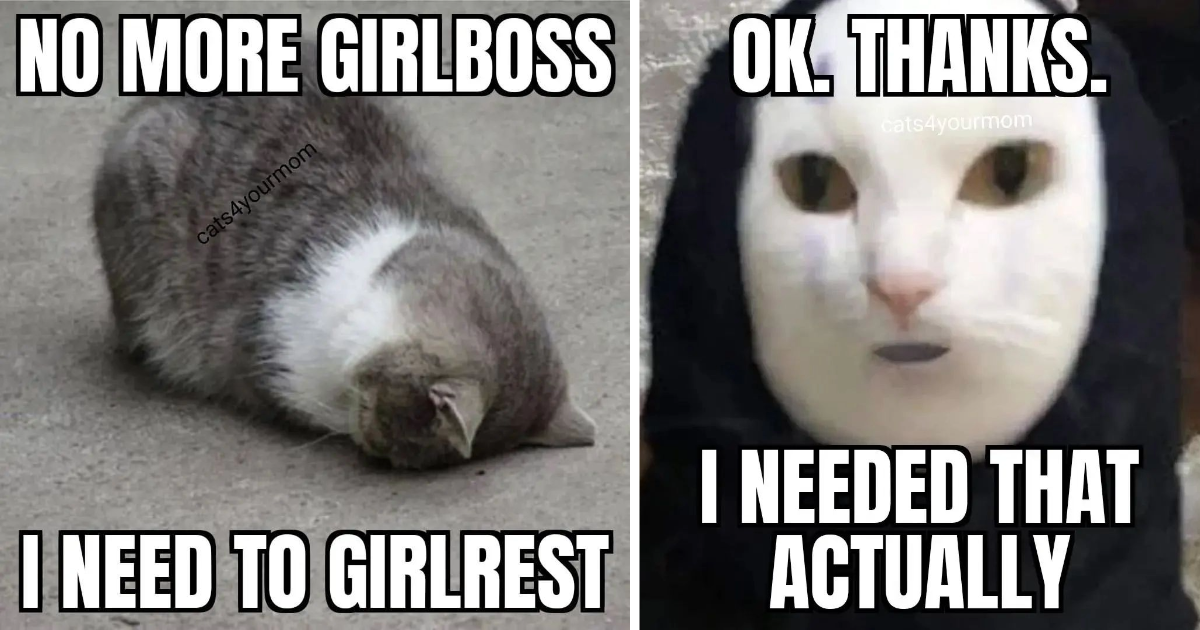 In Your Face Feline Memes To Elevate Your Spice Levels For The Week