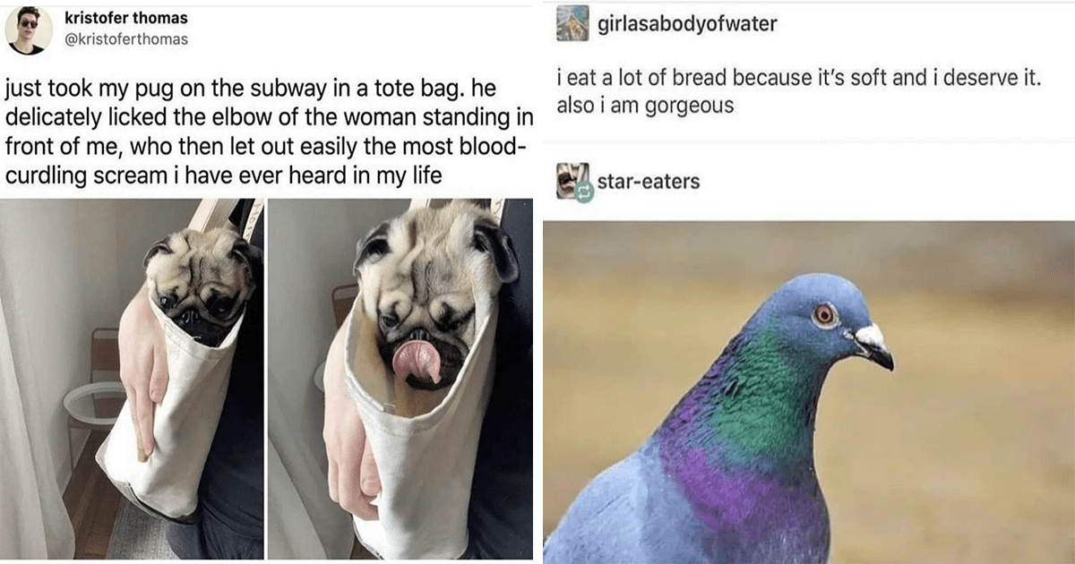 Stir Some Fresh Animal Memes Into Your Morning Coffee And Laugh Away ...