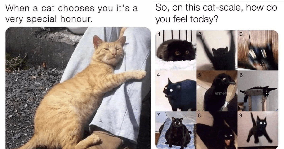 https://i.chzbgr.com/original/22936069/h02E74FD9/honour-the-other-image-shows-a-cat-in-9-different-states-so-on-this-cat-scale-how-do-you-feel-today