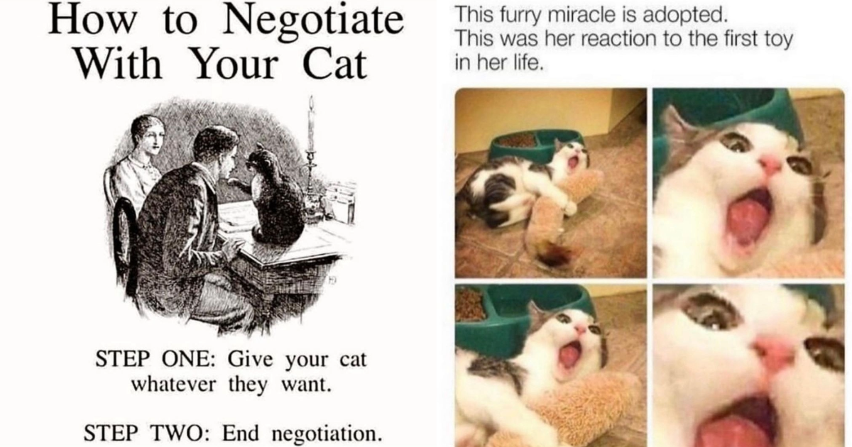 Funny Ironic Feline Memes That Show The Clawminal Reality Of Owning A
