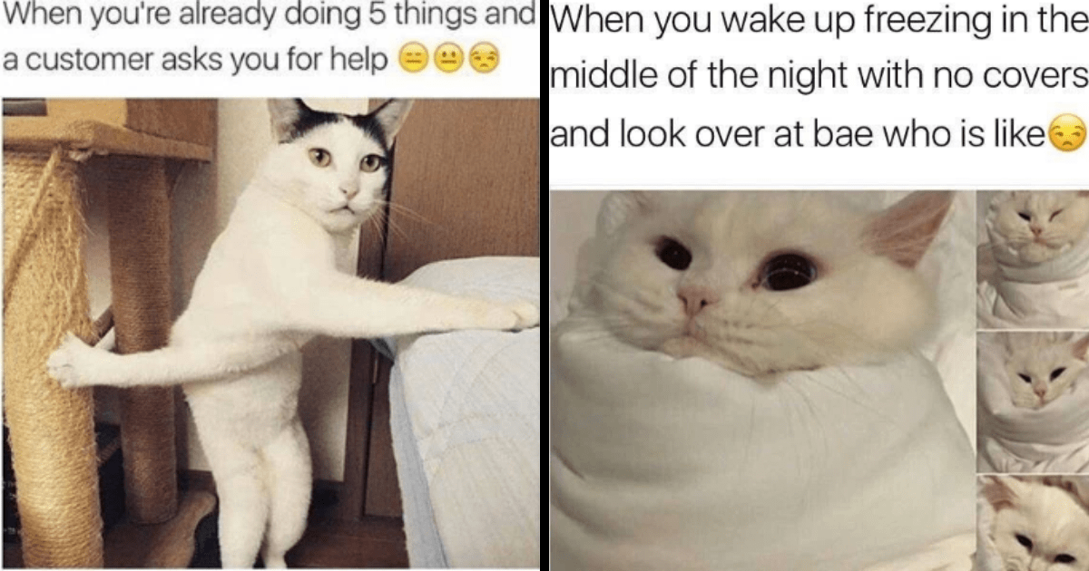 25 Furtastically Funny Feline Memes That Have Us Purring With Laughter ...