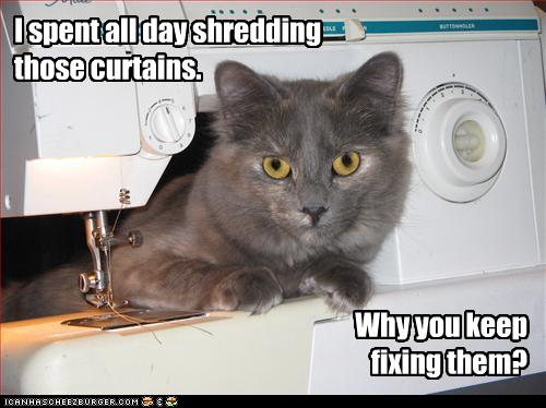 I spent all day shredding those curtains. - Cheezburger - Funny Memes | Funny Pictures