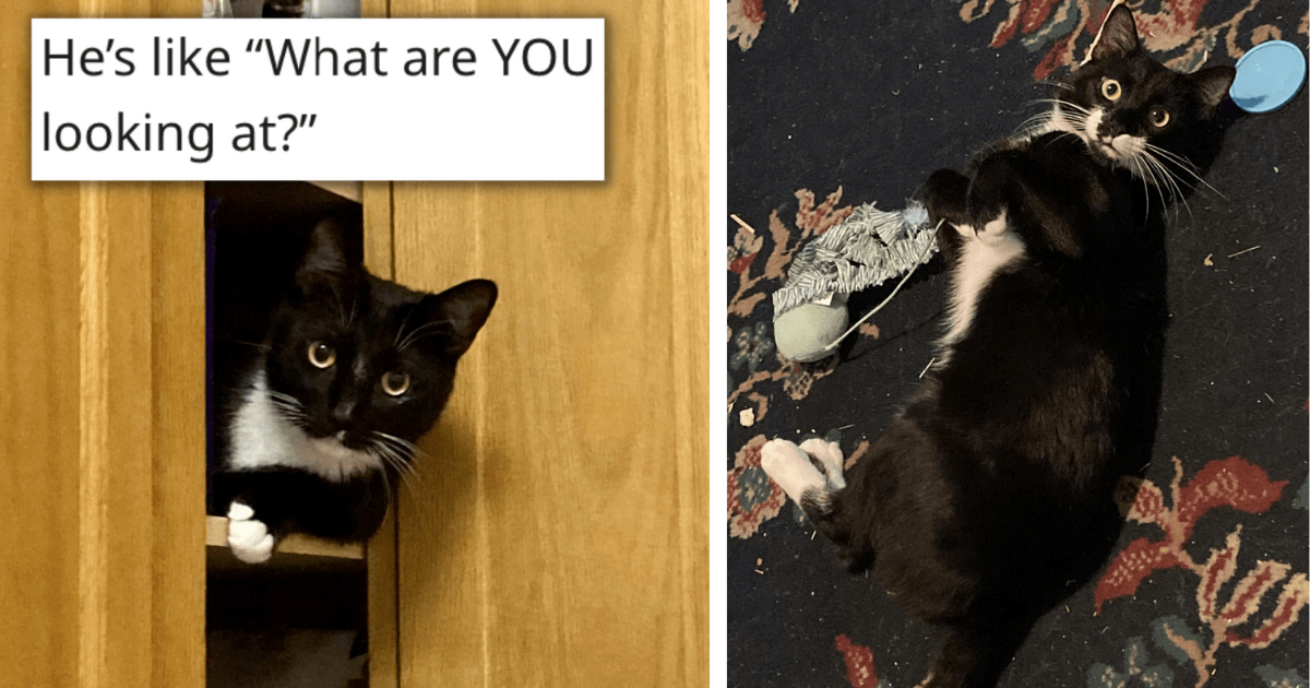 26 Fancy Funny Tuxedo Cats That Bring The Pawty To Give Your Terrible ...