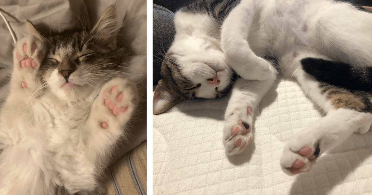 Toe Beans For Jolene 27 Tantalizing Toe Beans From Cute Cats That We