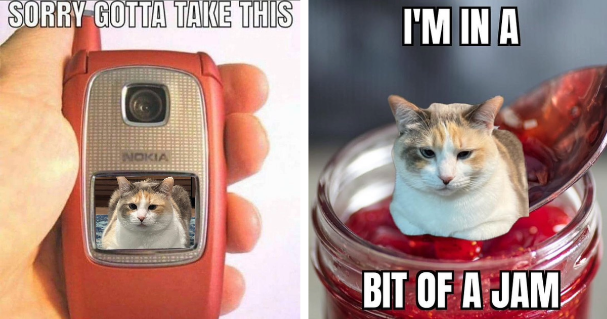 Wholesome Hilarious Cat Memes To Wash Away The Monday Blues I Can Has Cheezburger?