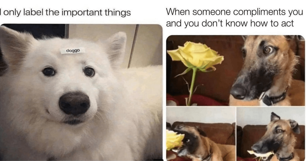 Dopey Derpy Dog Memes To Fill Your Hooman Heart With Wholesome ...