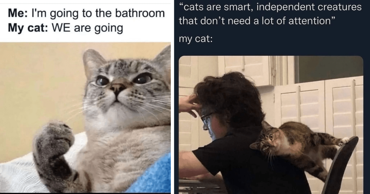 Relatable Cat Memes For All The Frustrated Feline Pawrents In Need Of A ...