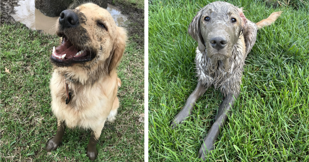 22 Goofy Giggle-Worthy Golden Good Boys Covered In Mud That Make Our ...