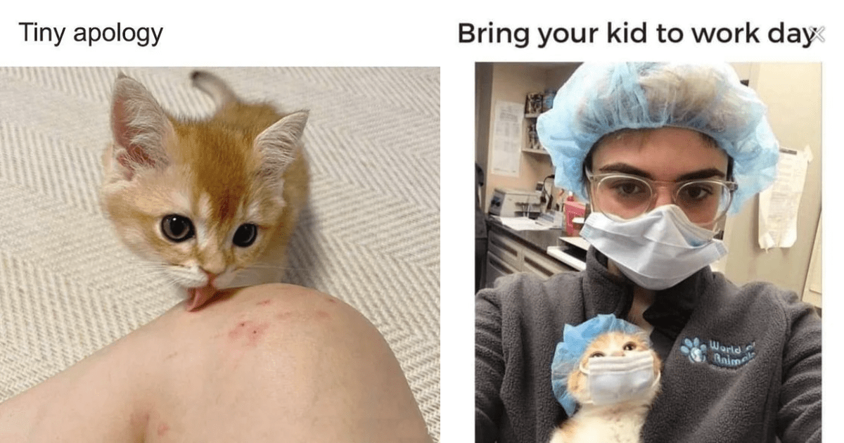 27 Cute And Sassy Cat Memes To Cuddle With At Home (November 16, 2023 ...