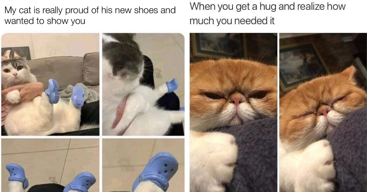 Wholesome Whisker-Filled Memes Of Calming Cat Memes To Give You That ...