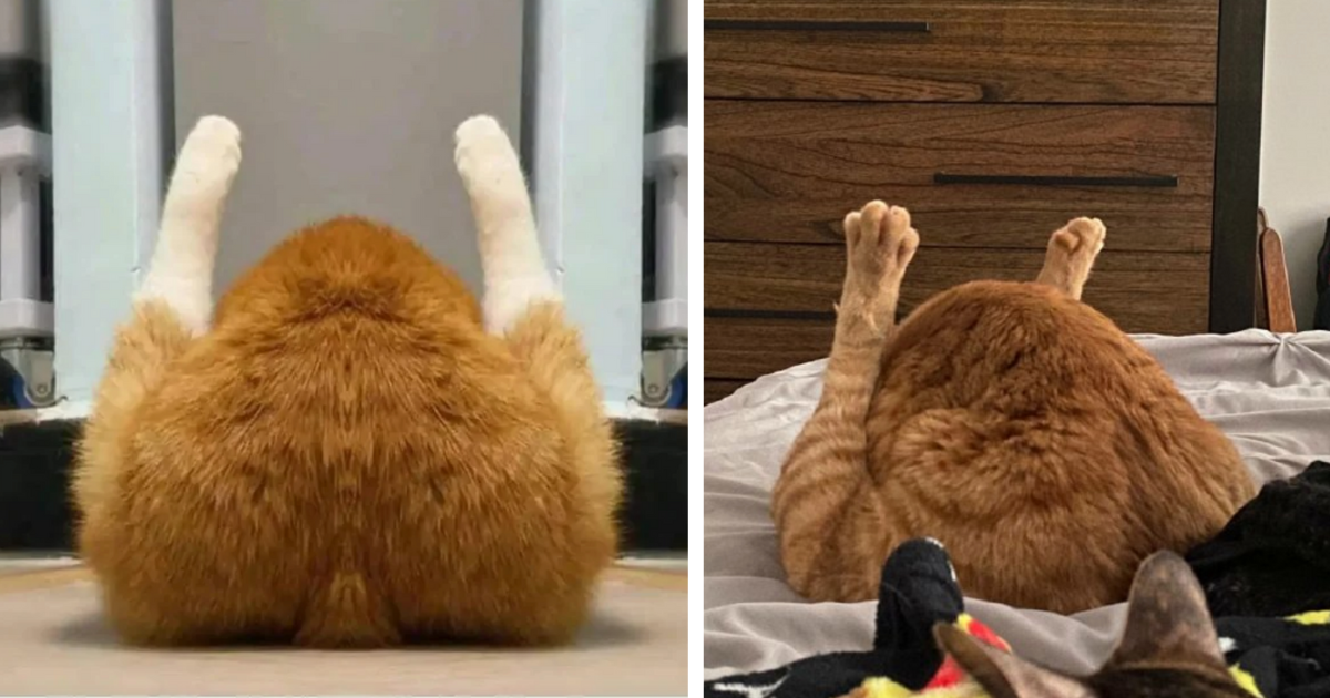 24 Pawsitively Precious Pictures of Purrfectly Funny Cats That Look