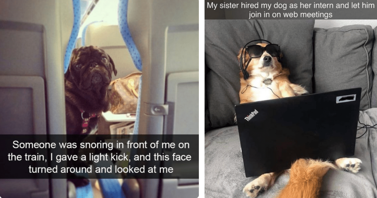 39 Wholesome Animal Pics And Memes To Start The Weekend With A ...