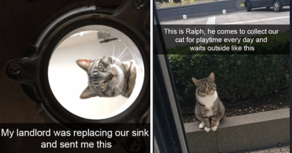 23 Purrfectly Playful Cat Memes For A Thursday Full Of Festive Feline 