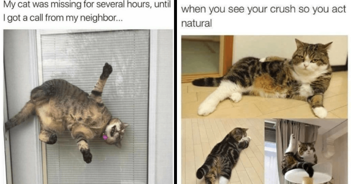 Celebrate Caturday With 22 Charmingly Cheerful Cat Memes - I Can Has ...