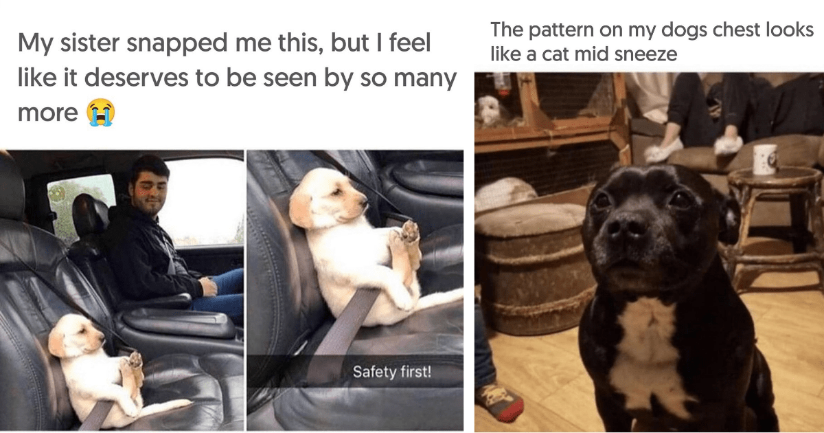 Cute Charismatic Canine Memes To Satisfy Your Sweet Sunday Cravings ...