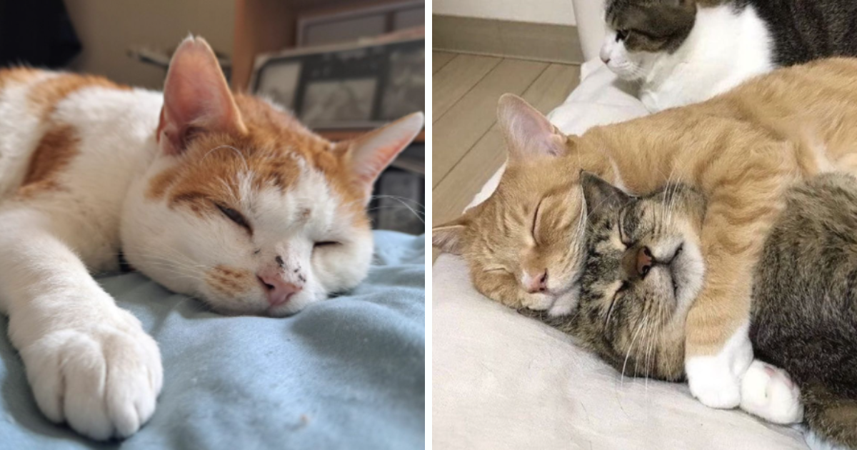 Sunday Sleepy Slumber With 25 Pawsitively Purrfect Lazy Cats - I Can ... - Cat Quiet Night Collars For Lazy Cats