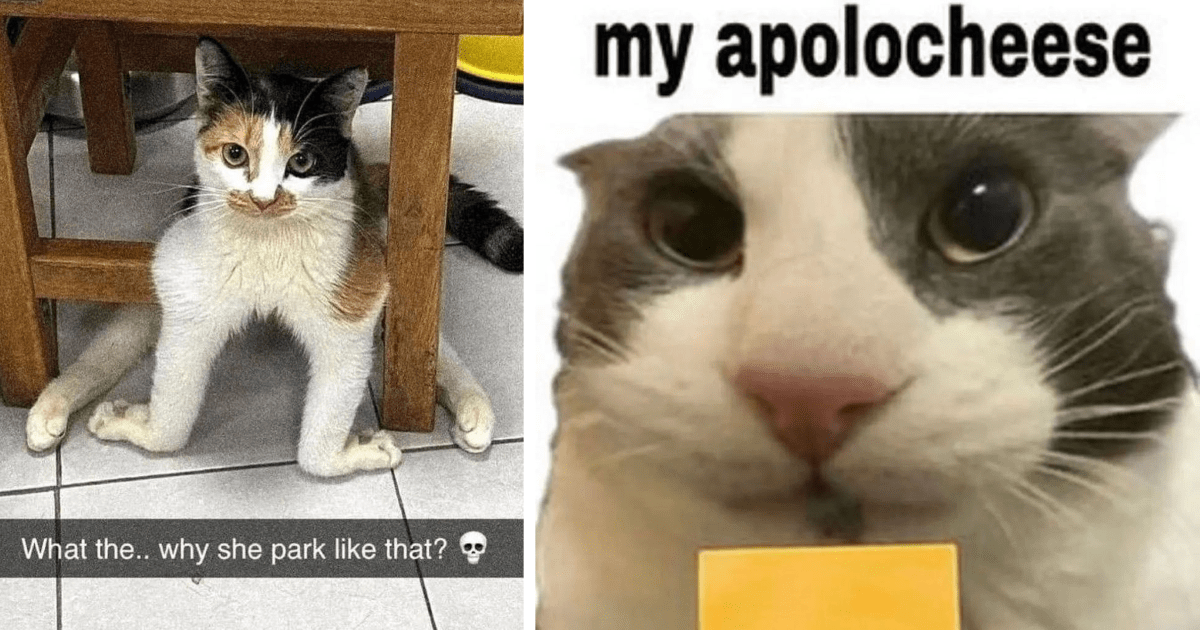 Kind-Hearted Cockamamie Cat Memes To Keep You Wonderfully Waylaid At ...