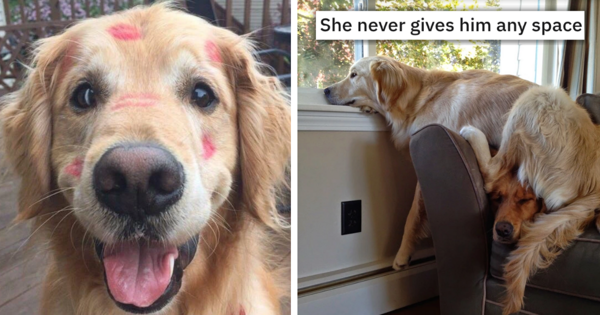 25 Howlarious Goofy Giggle-Worthy Golden Retrievers That All Share One ...