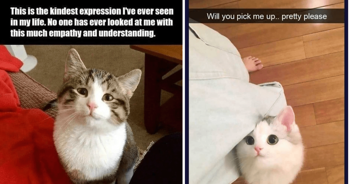 Sweet Sensitive Feline Memes To Give You That Wholesome Pre-Weekend ...