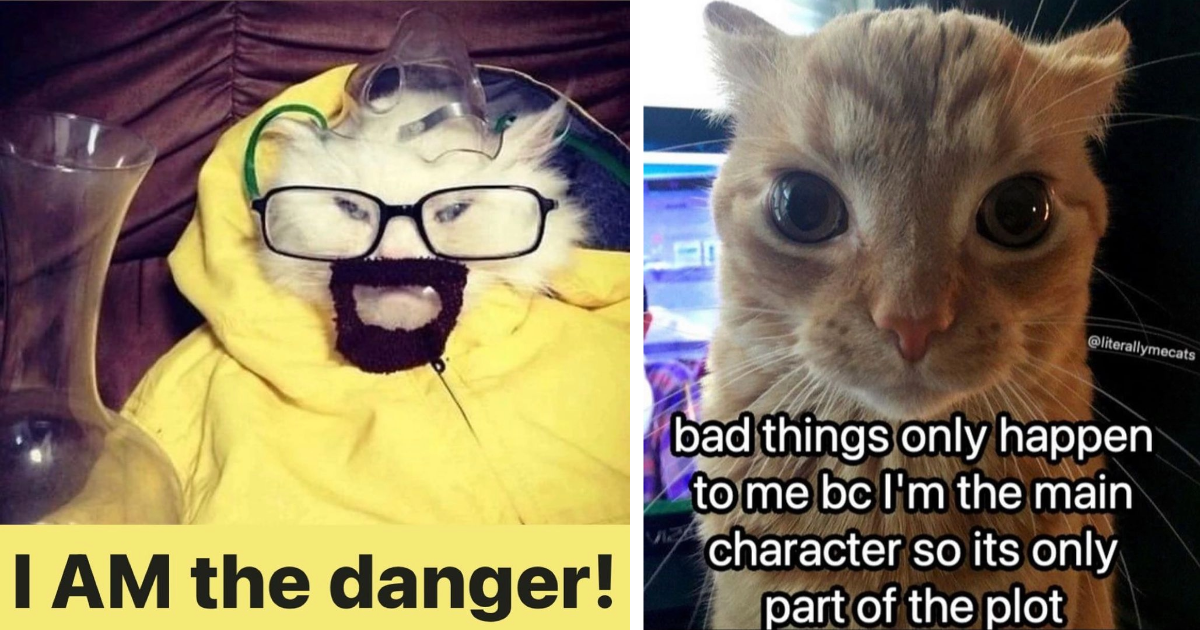 Funny Facetious Feline Memes To Fill You With Energy I Can Has Cheezburger?