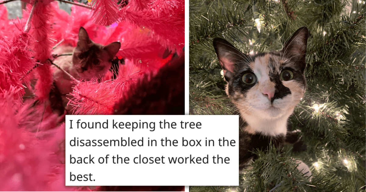 A Purrfectly Hilarious And Not Entirely Helpful Guide To Keeping Your Cat Out Of The Christmas Tree