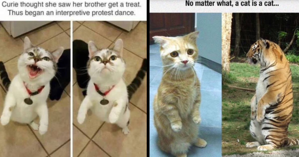 26 Feline Funny Cat Memes For A Pawsitively Purrfect Thursday - I Can ...