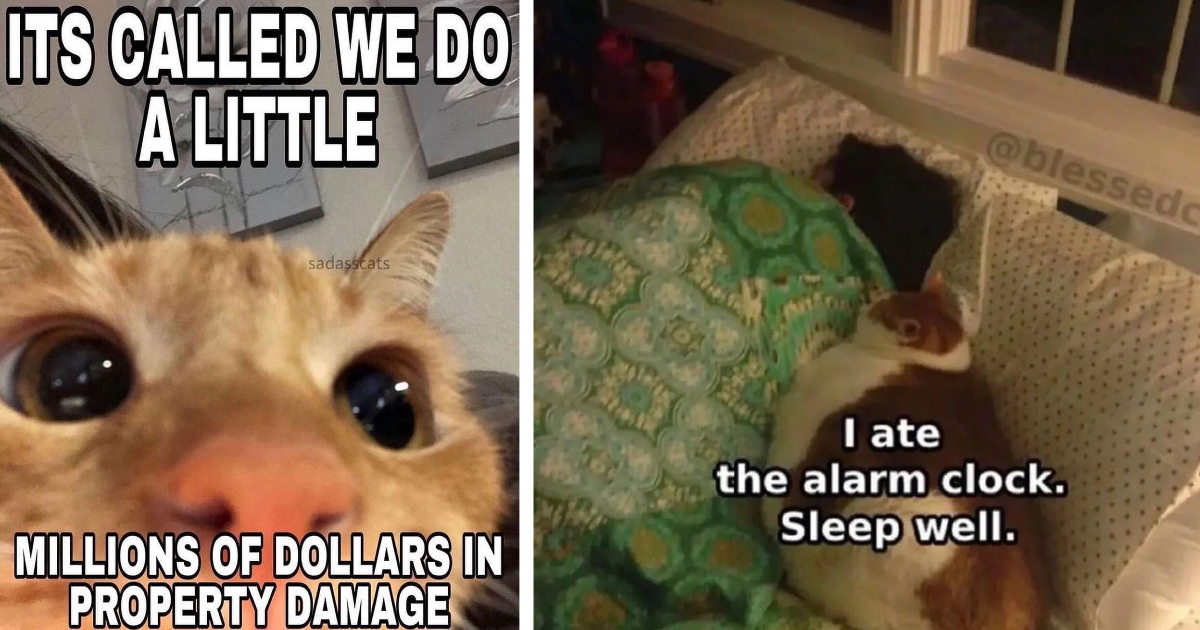 Spicy Clawminal Caturday Memes To Prepare You For Tonight’s Feisty ...