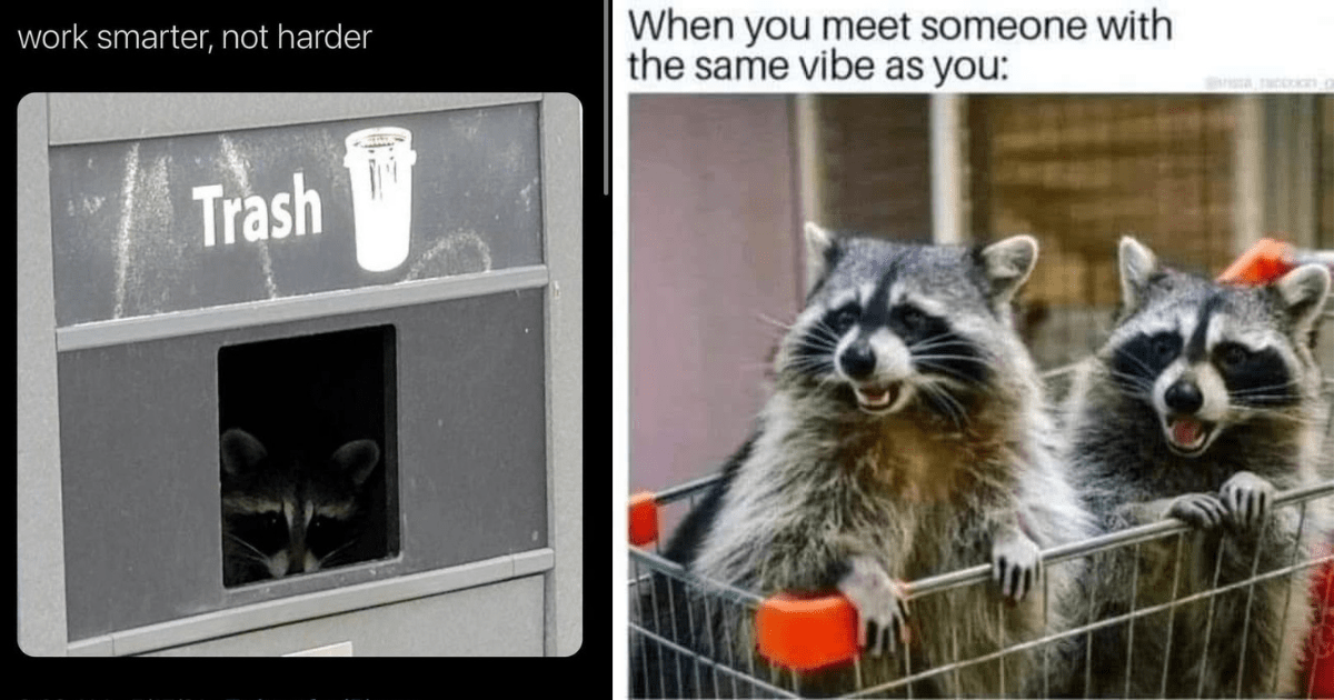 30 Raccoon Memes for Your Inner Trash Panda Enthusiast - Animal Comedy ...