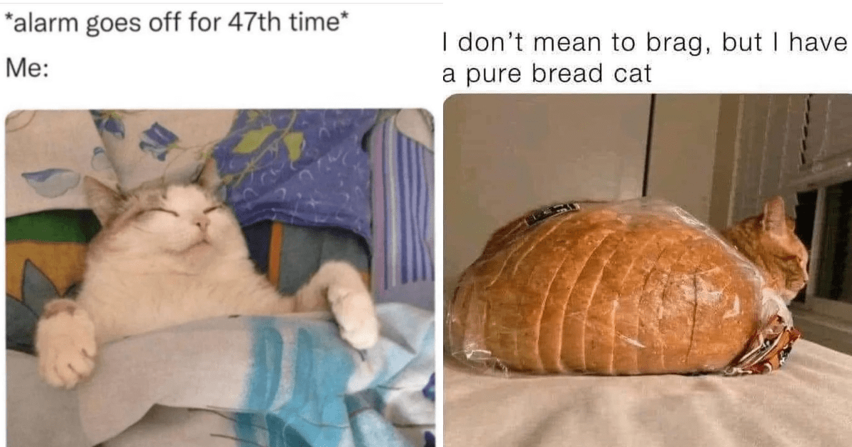 Sweet Sensitive Brunch-Time Memes Of Fluffy Felines For A Sensational ...