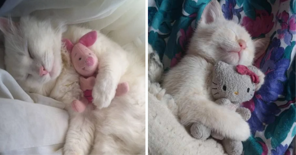 Cat cuddling deals stuffed animal