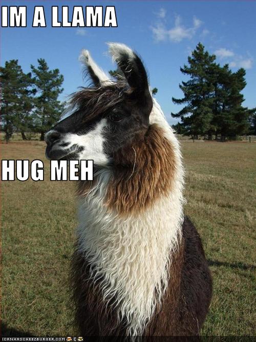 IM A LLAMA HUG MEH - Cheezburger - Funny Memes | Funny ...