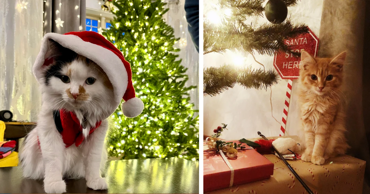 25 Wholesomely Cute Christmas Cats Purrfectly Ready To Take Your Holiday Cheer On A Sleigh Ride 