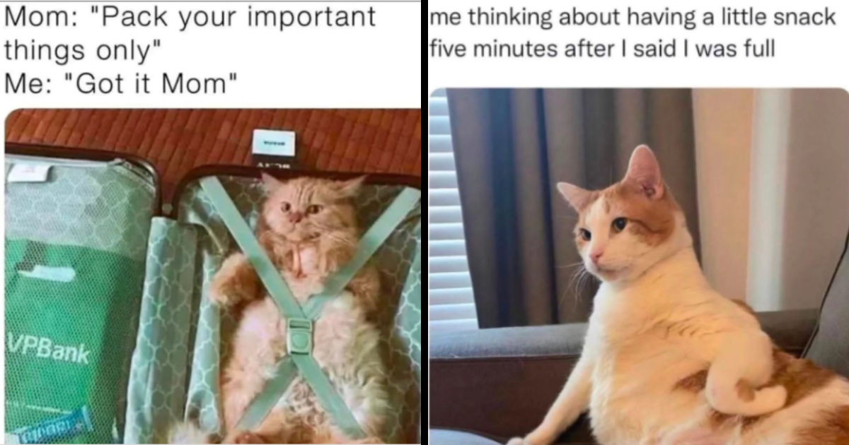 Fresh N' Funny Memes N' GIFs Of The Month - I Can Has Cheezburger?