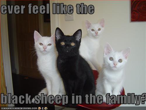 Ever Feel Like The Black Sheep In The Family Cheezburger