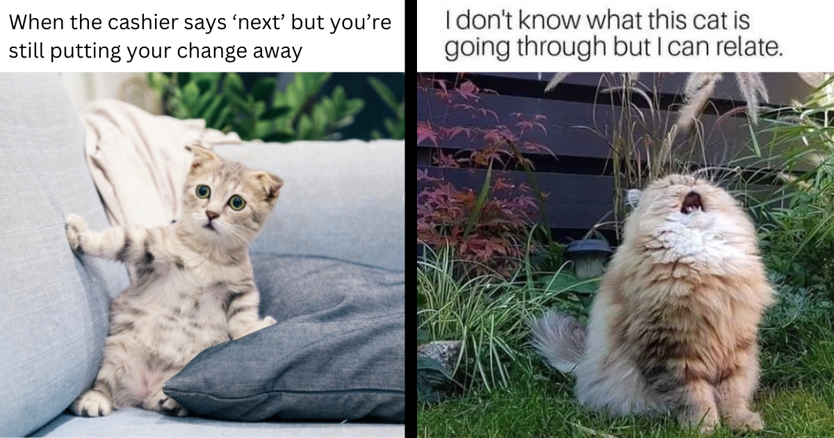 A Double Shot of Whiskers: 31 Relatable Cat Memes of Felines Feeling
