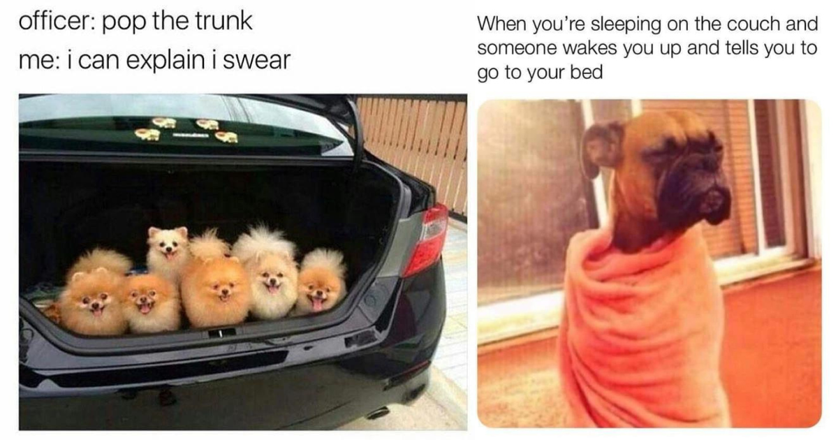 38 Memes About Dogs Thumbnail Includes Two Pictures Of Dog Memes