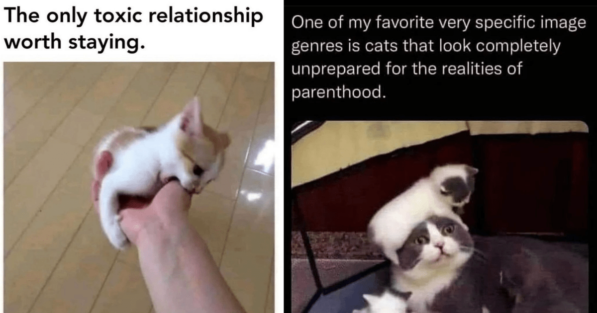 Relatable Memes For The Feline Pawrents Who Could Do With A Break - I ...