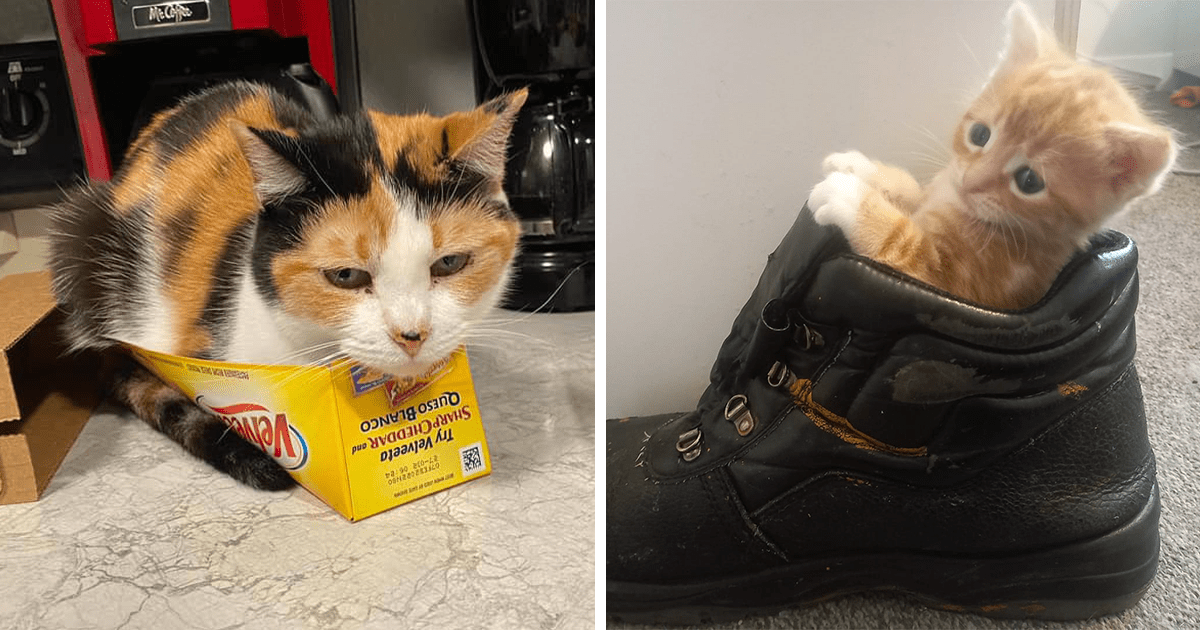 24 Purrfect Cat Memes To Turn A Frown Upside Down - I Can Has Cheezburger?