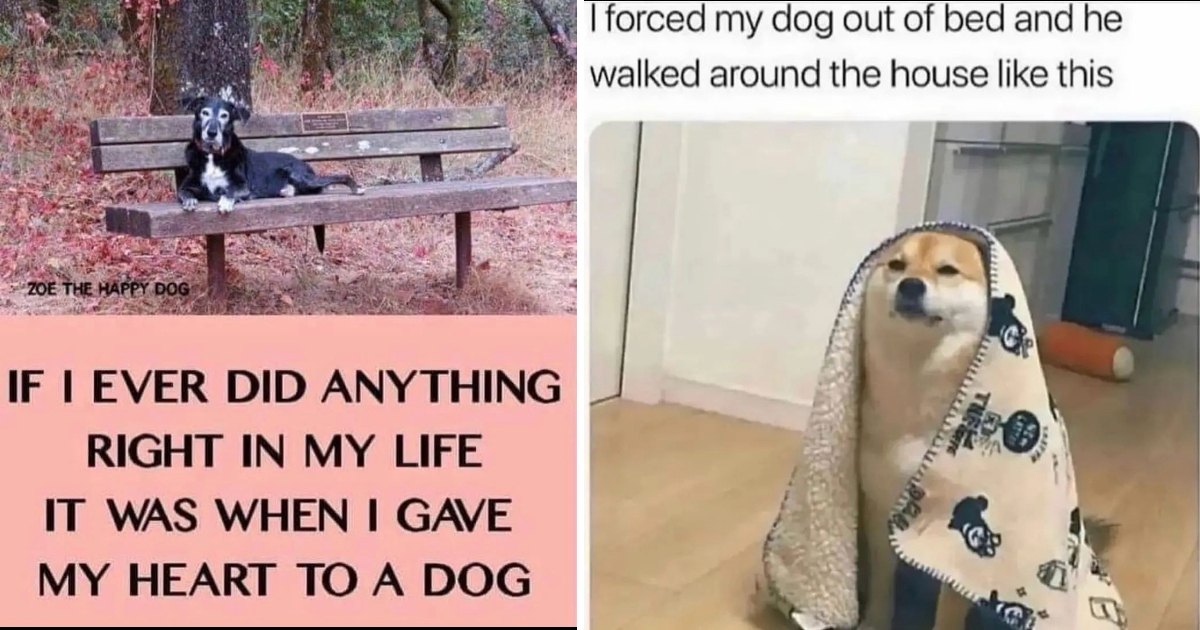 Wholesome Dog Memes To Get You Hyped To Go Home This Evening - Animal ...